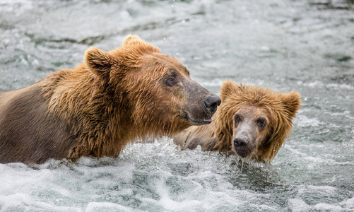 母亲棕熊与幼崽