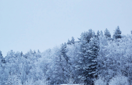 雪霜冬季风景林