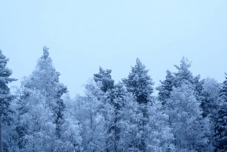 雪霜冬季风景林图片