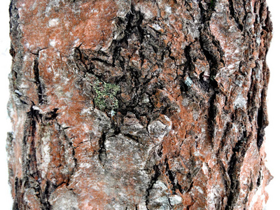 树的树皮木材图案纹理背景