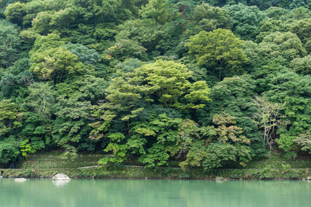 岚山湖森林