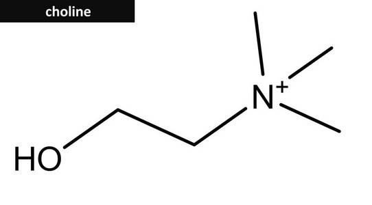 胆碱的分子结构