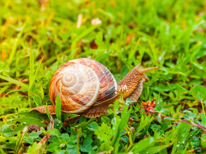 好奇的蜗牛在绿色草地上的花园里