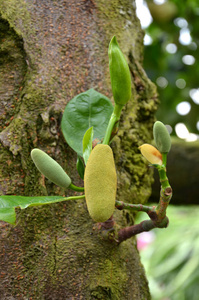 小新鲜菠萝蜜树上