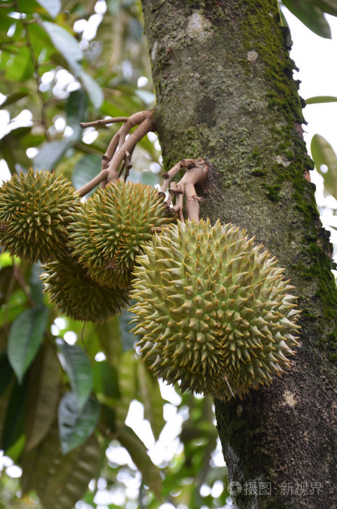 树上的鲜榴莲榴莲树