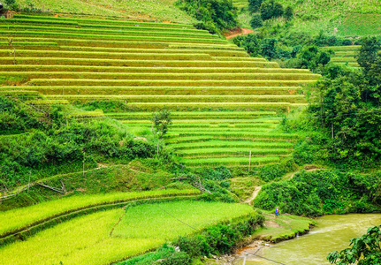 景观的梯田在越南