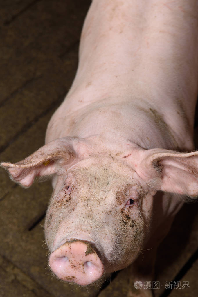 场中的猪照片-正版商用图片0w78vd-摄图新视界