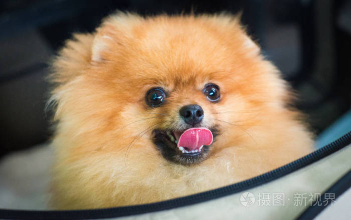 特写的脸博美犬狗 微笑着棕色的博美犬狗 眉毛照片 正版商用图片0w7a94 摄图新视界