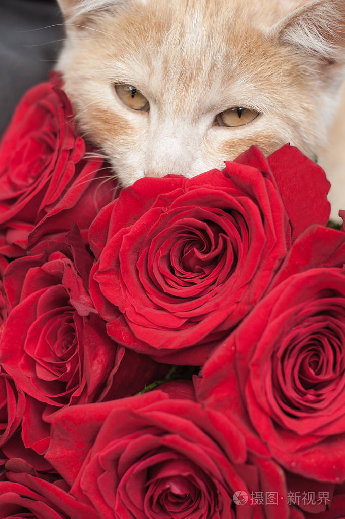 一大束红玫瑰和猫特写