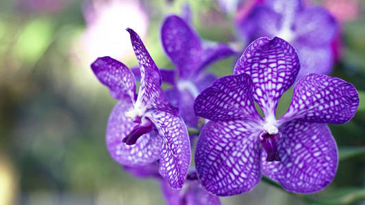 异国情调的紫色兰花