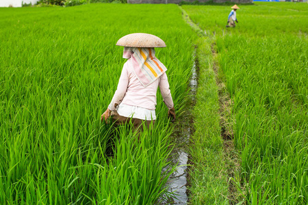 印尼农民种植水稻