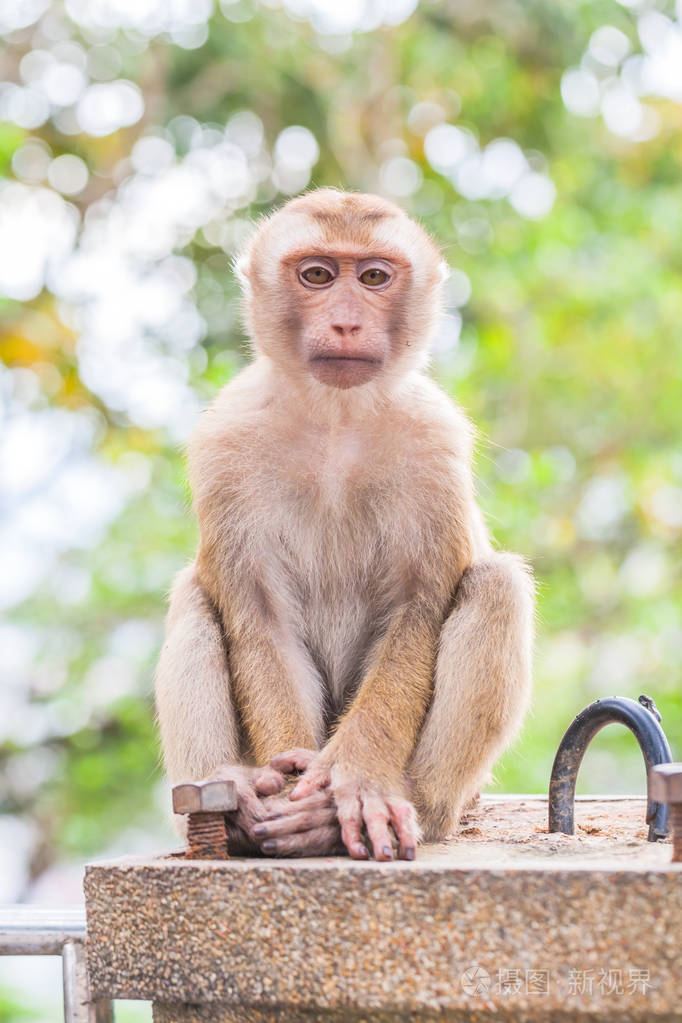 猴子的脸照片-正版商用图片0w7e0k-摄图新视界