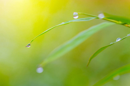 清晨的露水落在绿色的树叶图片