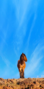 在内华达州的沙漠中的野马野马