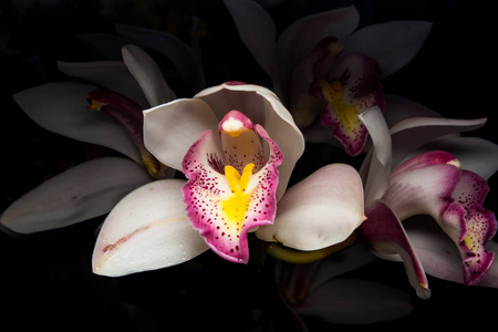 背景上的热带绿色大花蕙兰白色背景上的热带绿色大花蕙兰大花蕙兰兰花