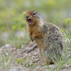 哥伦布的地松鼠说在班夫国家公园