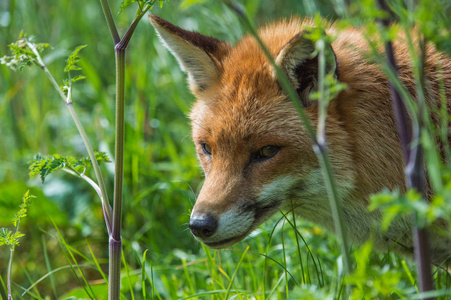 美丽的红狐狸