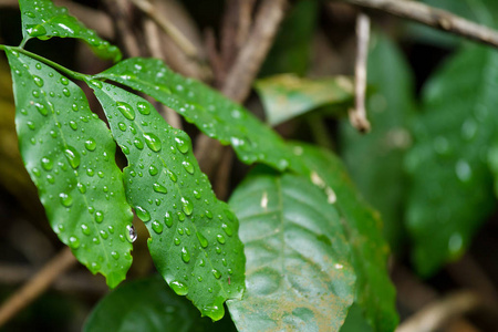 绿叶上的雨。特写的绿叶的自然看法与警察