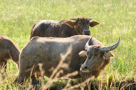 水牛吃草草甸自然背景