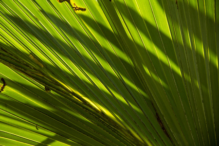 光和阴影, 线和纹理的绿色棕榈叶, 抽象