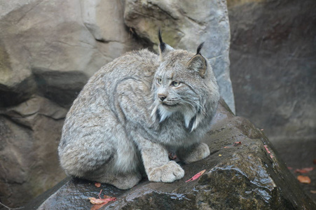 猞猁在一块岩石上