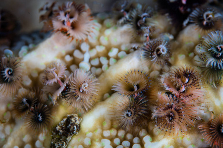 在礁石上的圣诞树蠕虫照片