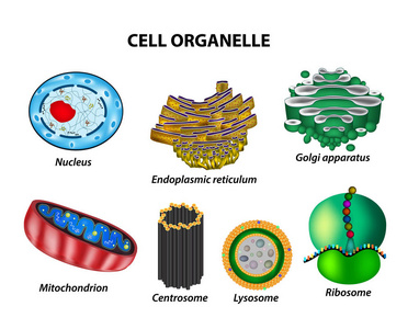设置单元格的细胞器。核 内质网 高尔基体 线粒体 中心体 溶酶体 核糖体。信息图表。对孤立背景矢量图
