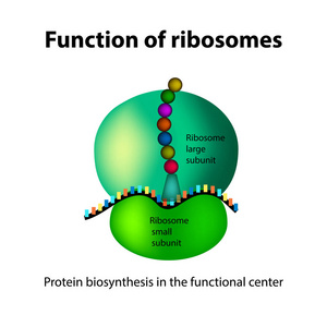 核糖体的结构。功能。信息图表。对孤立背景矢量图