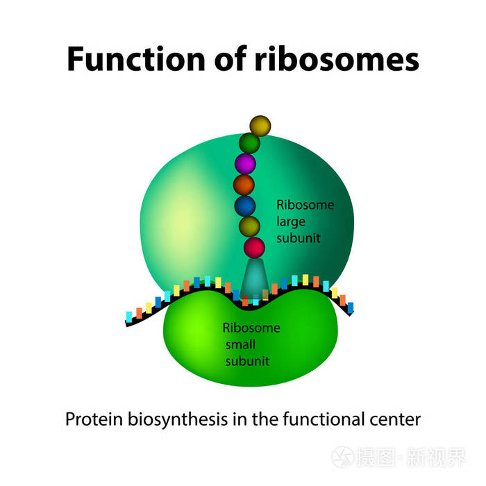 核糖体图片手绘图图片