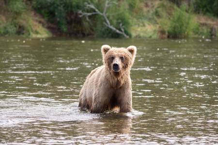 棕色的熊是撒在河