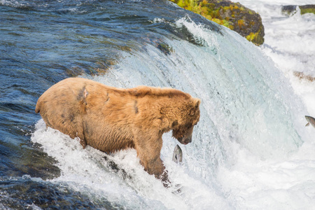阿拉斯加棕熊试图捕获鲑鱼