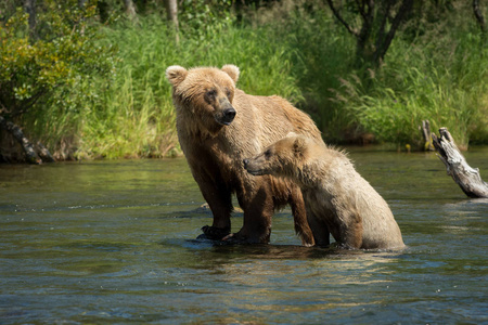幼崽阿拉斯加棕熊母猪图片