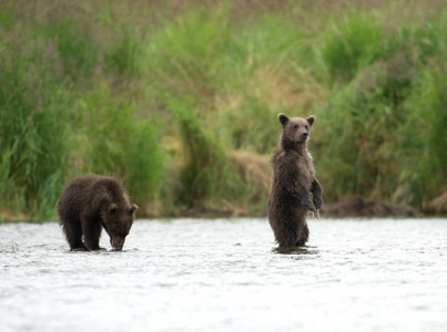 阿拉斯加棕熊幼崽