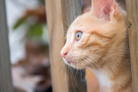 可爱的黄色小猫咪外面图片