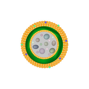 溶酶体图片-溶酶体素材-溶酶体插画-摄图新视界