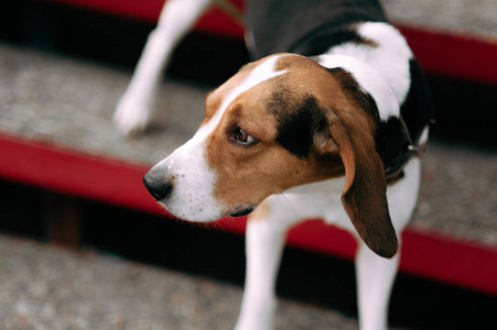 在阴天室外爱沙尼亚猎犬关门的肖像