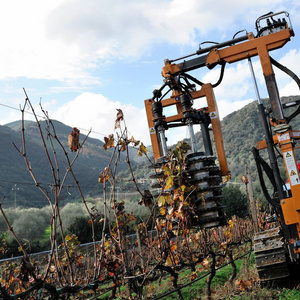 机械修剪的植物在葡萄园照片