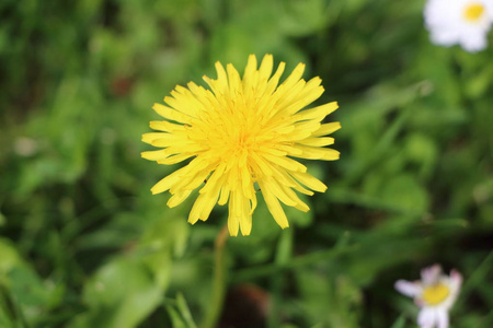 花园中的 dandelion