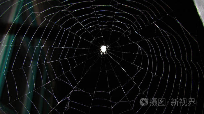 蜘蛛坐在 web 上