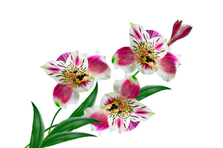色彩鲜艳的花朵六出白色背景上
