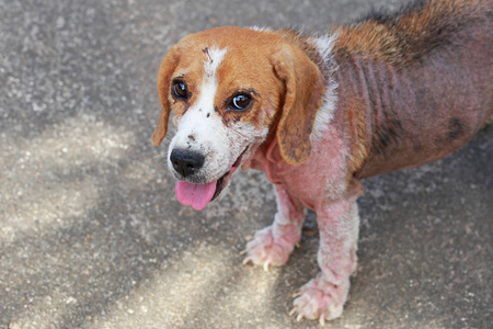 生病了 beagle 犬与蠕形螨病，红色疥癣