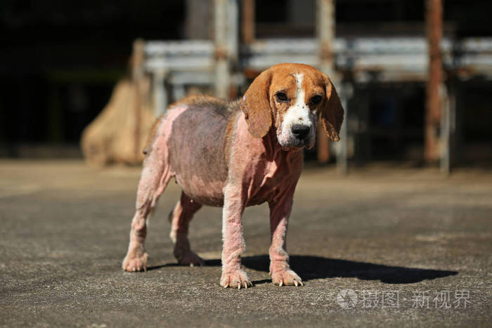 生病了 beagle 犬与蠕形螨病，红色疥癣