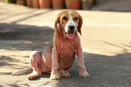 生病了 beagle 犬与蠕形螨病，红色疥癣