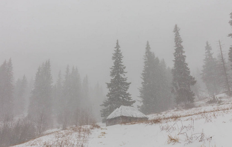 冬天的风景与冷杉树在雪暴风雪, 在山