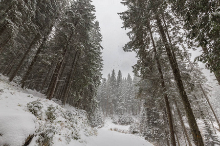 冬季风景与冷杉树在暴风雪, 12月