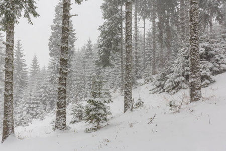冬天大雪暴雪与旧木制平房在森林里，在 12 月的景色