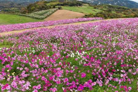 波斯菊花海中字段图片