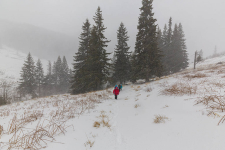 冬天的景色，风雪，冷杉和在森林里徒步路径