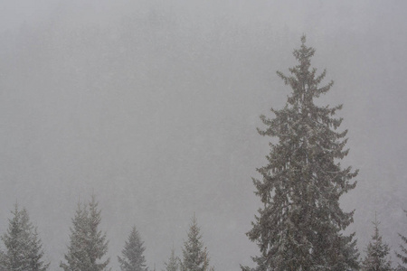 冬季风景与冷杉树在暴风雪, 12月