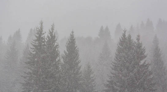 冬季风景与冷杉树在暴风雪, 12月